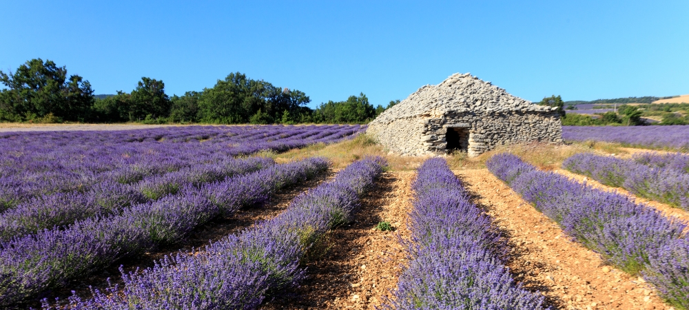 Lavendel, het Blauwe Goud van de Provence